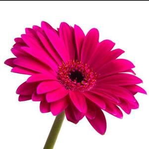 Meet your Posher, Ma